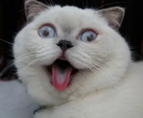 ������ ��������