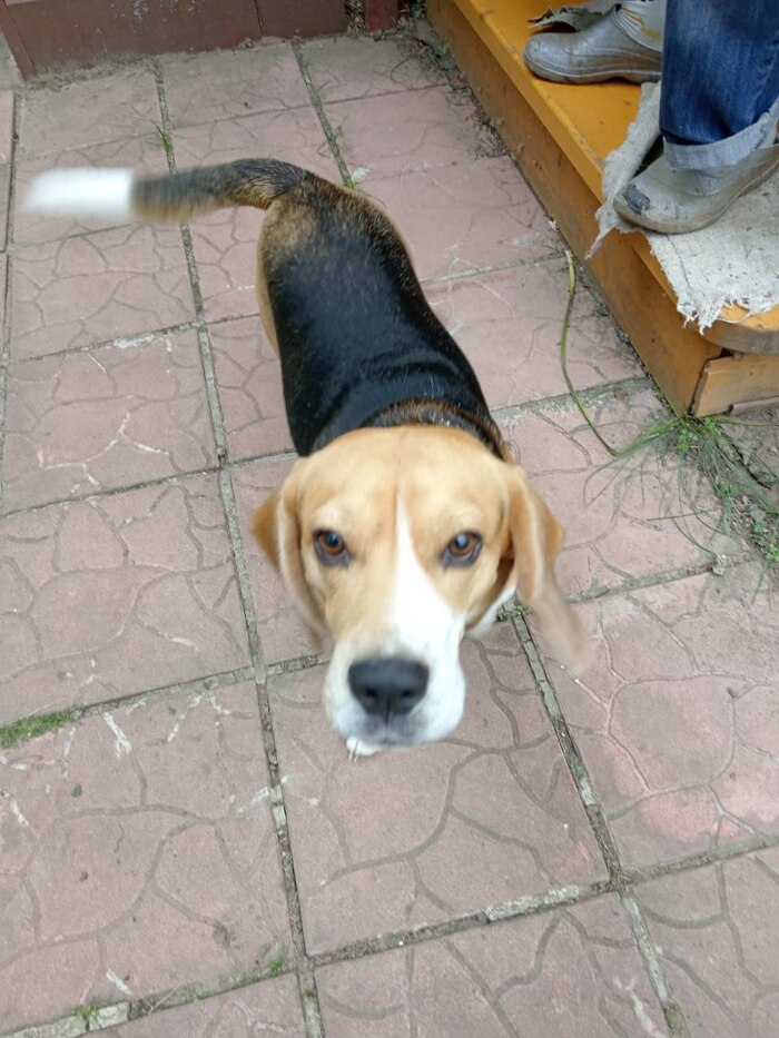 Найден мальчик Бигль на Силикатном в Калуге, в районе деревни Белая. Потерялся давно, ибо недели 3-4 назад его уже встречал в лесу. Очень скучает. Друзья, я впервые пишу тут. Знаю, что есть сила Пикабу, которая может все.