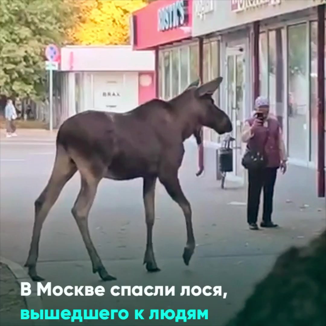 Иллюстрация: Купить слона? Зачем? У нас и лоси недорого стоят