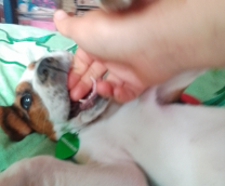 ��� ��������