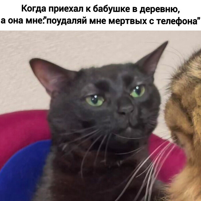    , , Telegram (), ,  , , , 