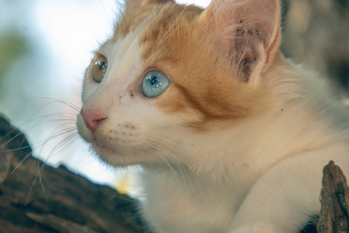 Котиковое Фотография, Canon, Кот, Море, Пляж, Длиннопост