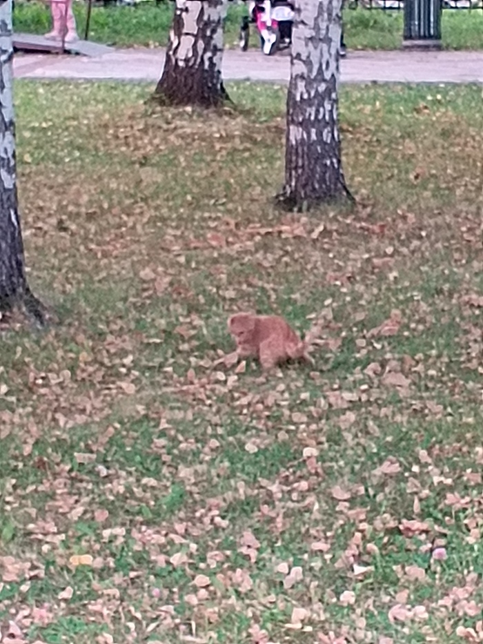    ? , 