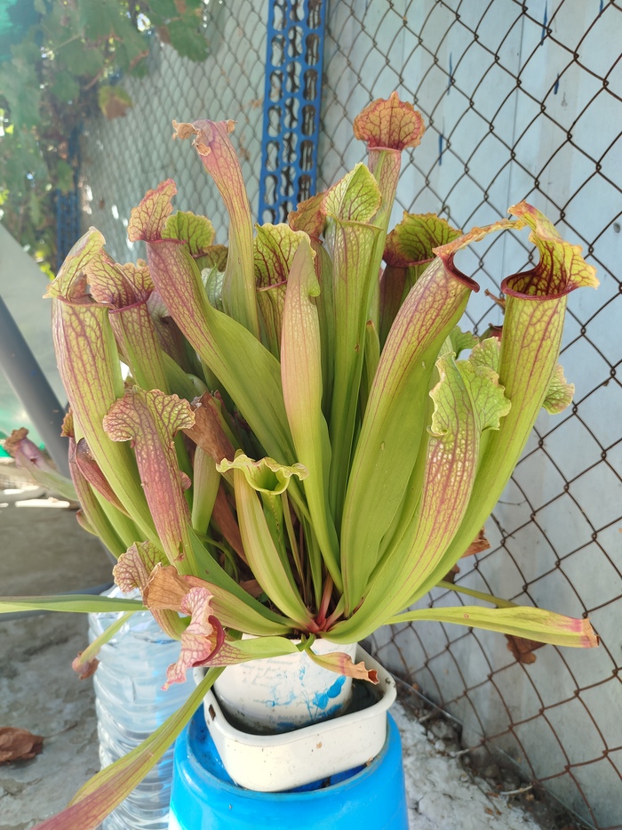 Подросла за лето