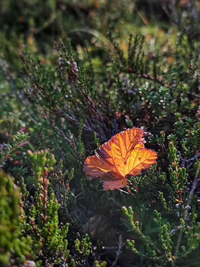 Как же стремительно наступает осень