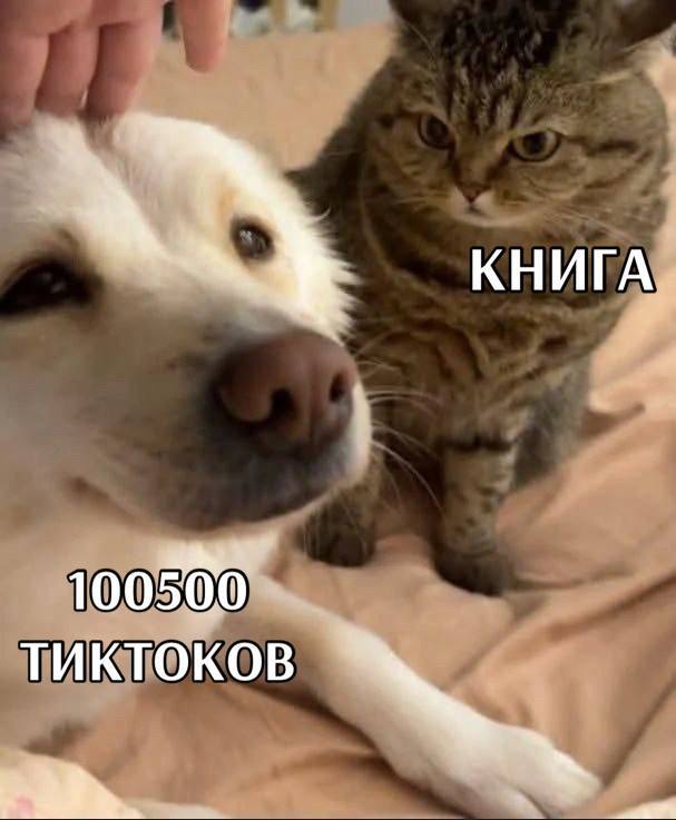   ,   , , , , ,    , Telegram ()