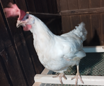 ��� � ���� �������