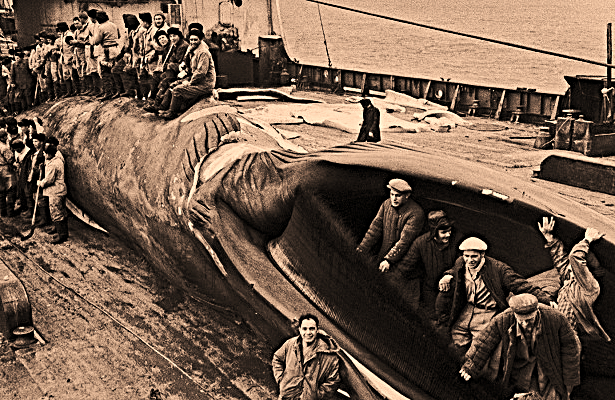 Последние китобои Калининграда: когда океан замолчал