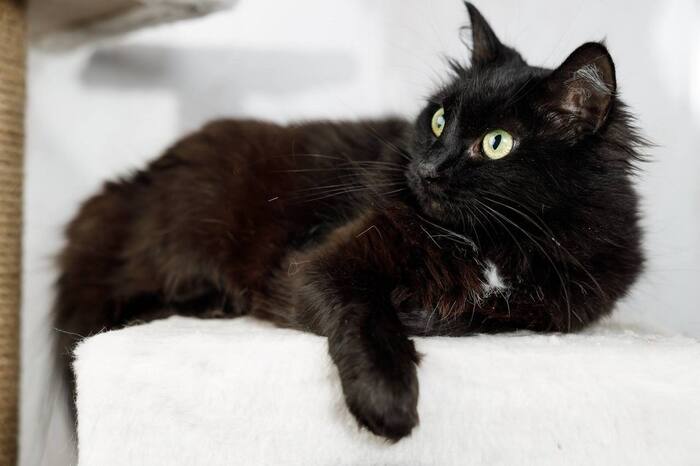 Волшебная кошечка Руна ищет дом!