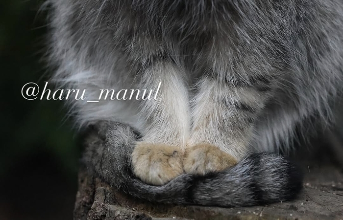 Нагому уже научился))