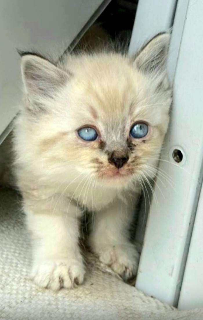 Голубоглазое СЧАСТЬЕ уехало домой. Липецкая область