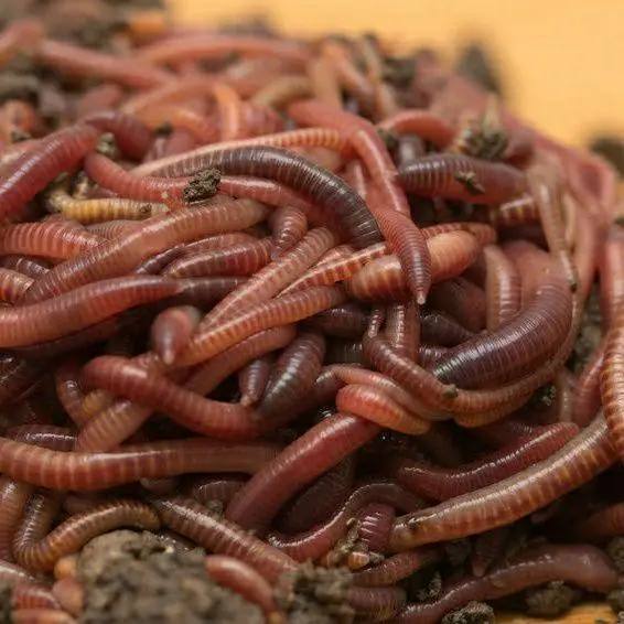 Как сделать червя более привлекательным для рыбы