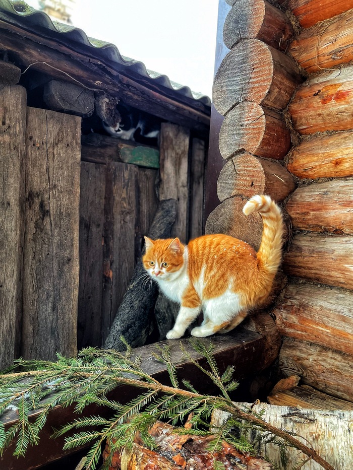 Изборский котэ