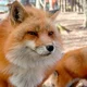 ������ ������������ TheFoxSay