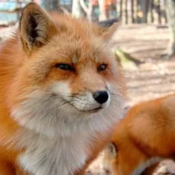 TheFoxSay