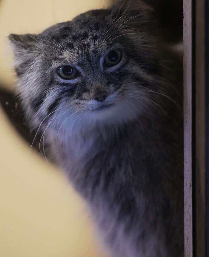 Ты с мышкой? А надо с перепёлкой! Зажировка всё-таки!