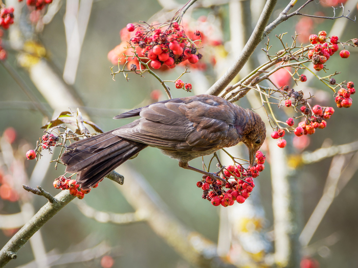 Слёток чёрного дрозда