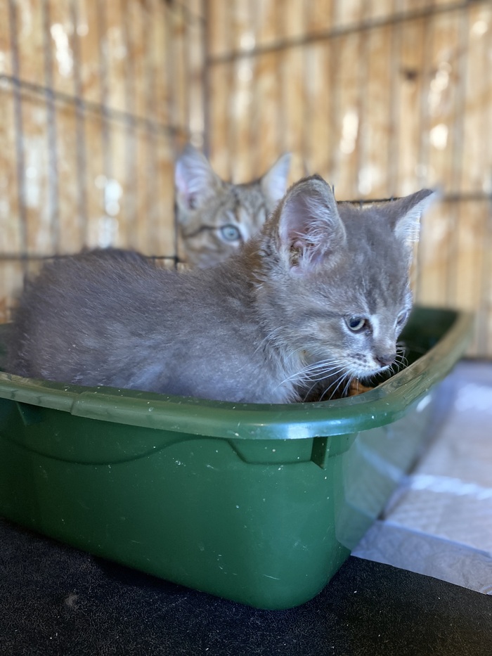 Лоточек прекрасно.