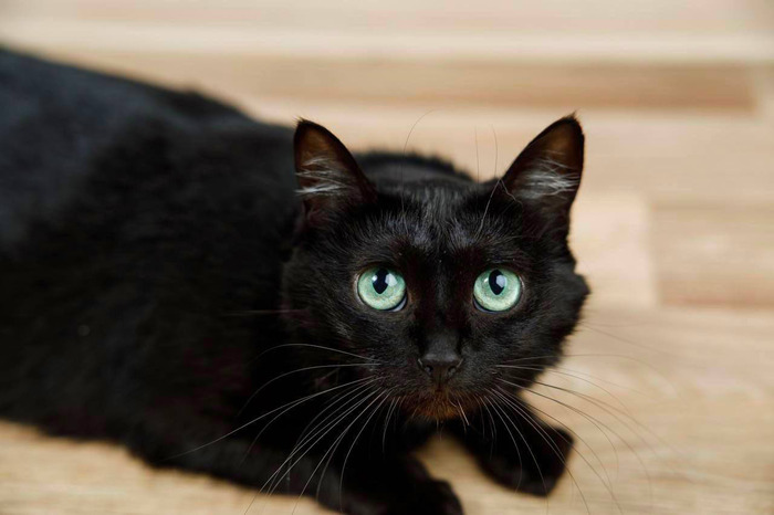 Нежная Кошечка Черешня ищет дом !