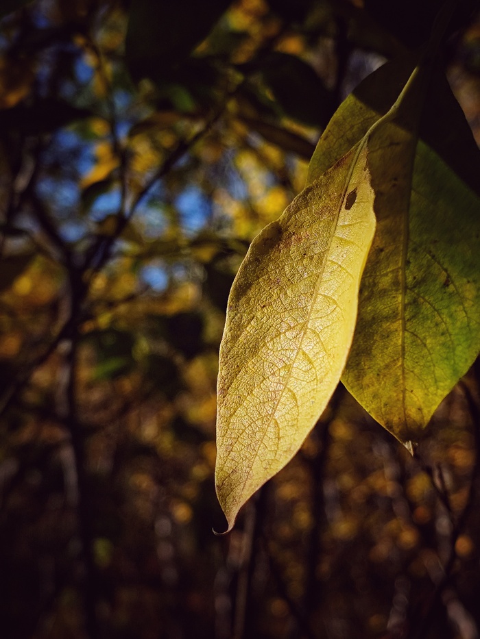 Ответ на пост «Как оживить фото с помощью нейросети»