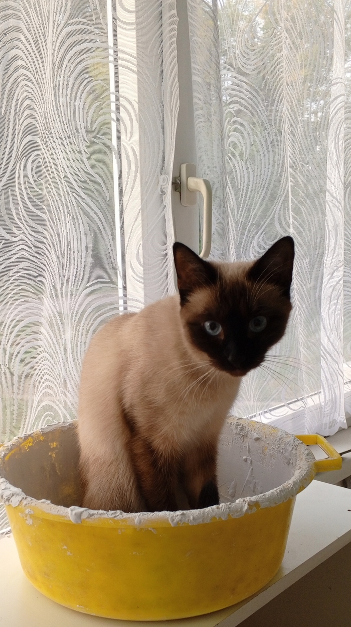 Помощница по ремонту