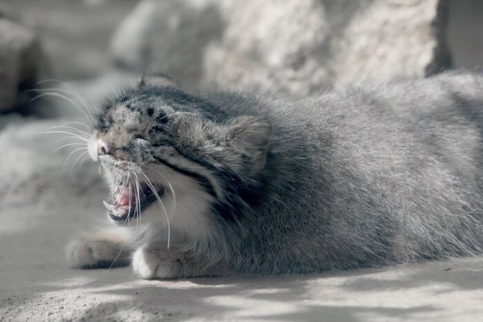 Да встаю я!!! Пятница всё таки...не так мерзко...