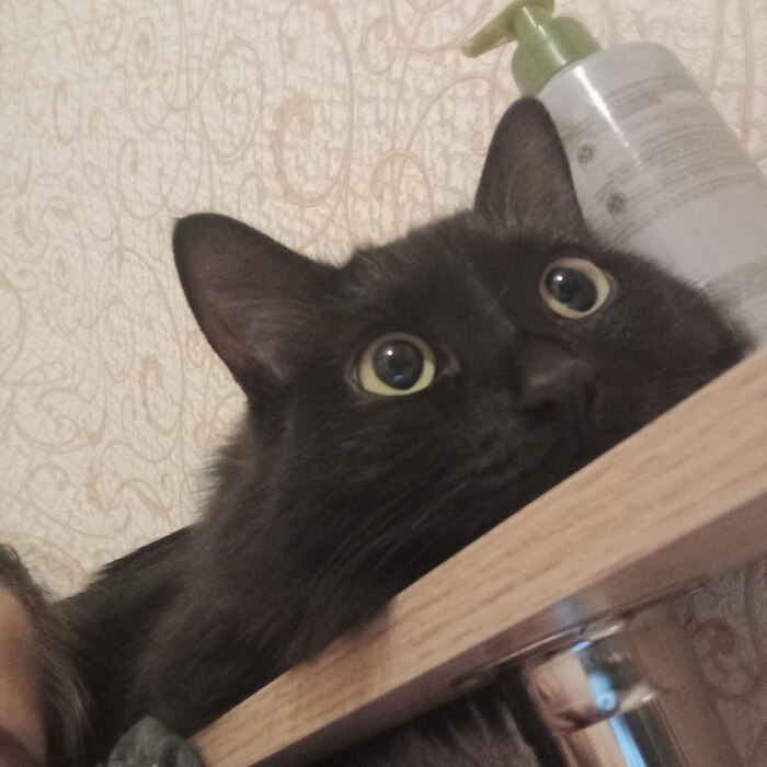       ^. ^ , 