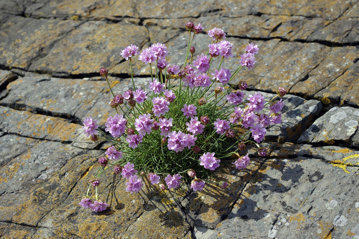  , .    <!--noindex--><a href="https://pikabu.ru/story/tsvetyi_rossii_armeriya_primorskaya_13212700?u=http%3A%2F%2Fgetoutmore.uk&t=getoutmore.uk&h=82d4e1b788260c45193b6335a241610d22ae9a3f" title="http://getoutmore.uk" target="_blank" rel="nofollow noopener">getoutmore.uk</a><!--/noindex-->.