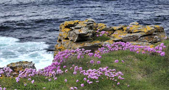  , .    <!--noindex--><a href="https://pikabu.ru/story/tsvetyi_rossii_armeriya_primorskaya_13212700?u=http%3A%2F%2Fseedvilleusa.com&t=seedvilleusa.com&h=f516b89cae7af1ac293e73a0334da25b326285c2" title="http://seedvilleusa.com" target="_blank" rel="nofollow noopener">seedvilleusa.com</a><!--/noindex-->.