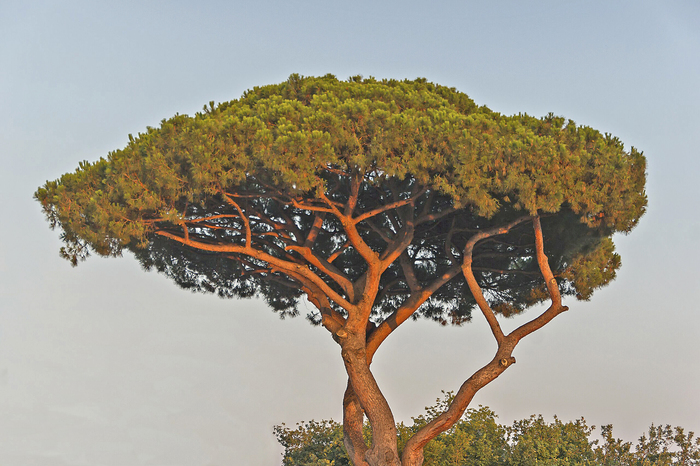 . , .    <!--noindex--><a href="https://pikabu.ru/story/derevya_piniya_13209170?u=http%3A%2F%2Fcommons.wikimedia.org&t=commons.wikimedia.org&h=1ed4ce9302f06835299f0a99e5048d4e7447b25a" title="http://commons.wikimedia.org" target="_blank" rel="nofollow noopener">commons.wikimedia.org</a><!--/noindex-->.