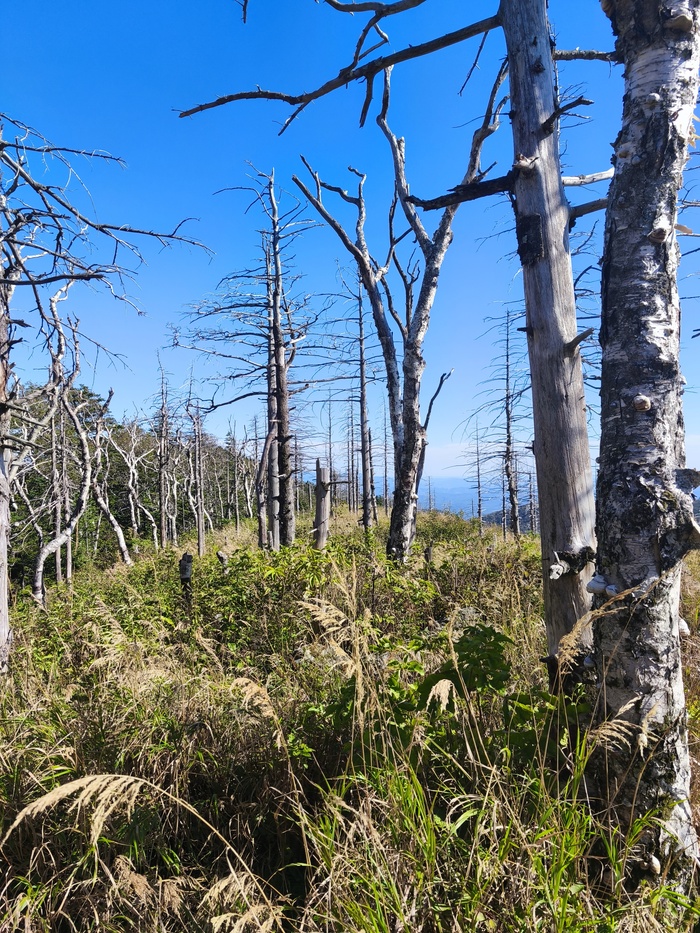 Мёртвый лес