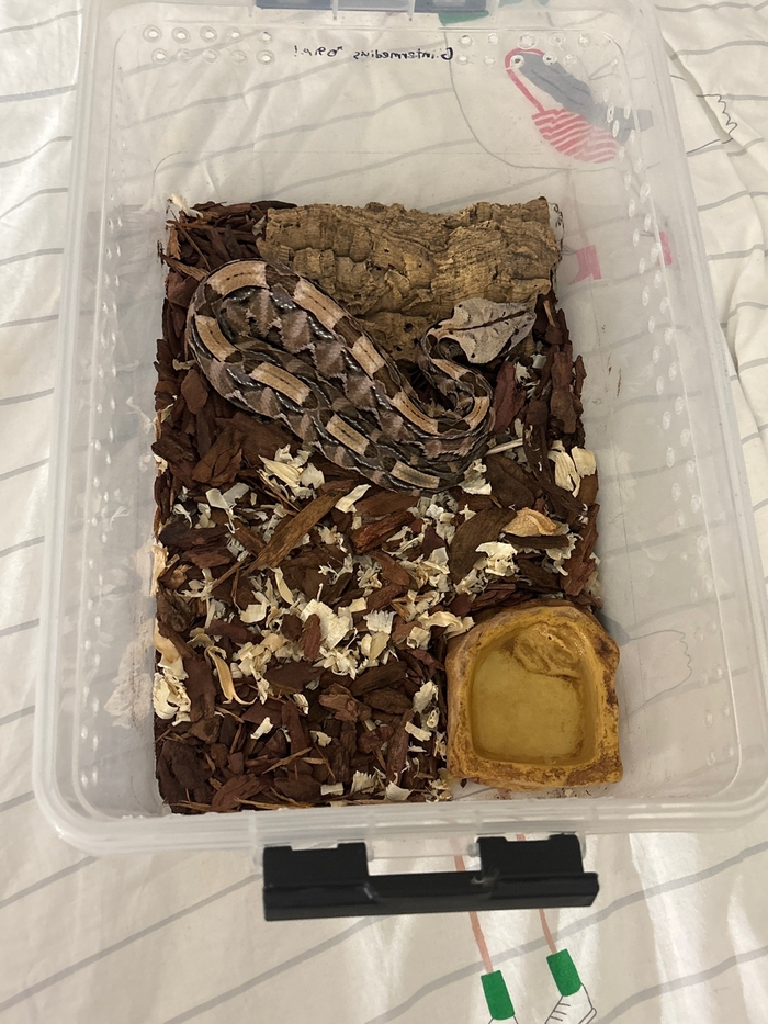 Вот и у редакции дневников Дитмара Фон Венгра появился свой талисман!