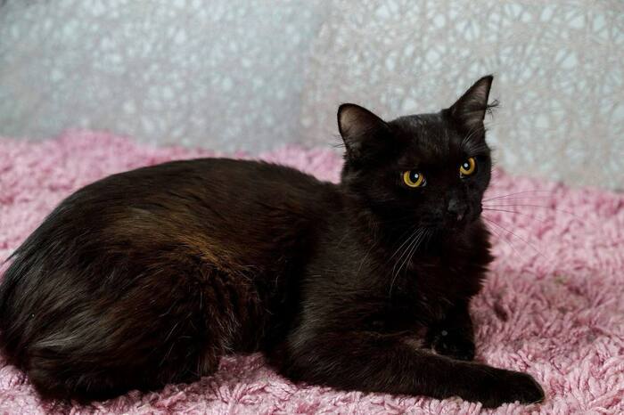 Кошечка Агата, прошедшая сложный путь, ищет дом!