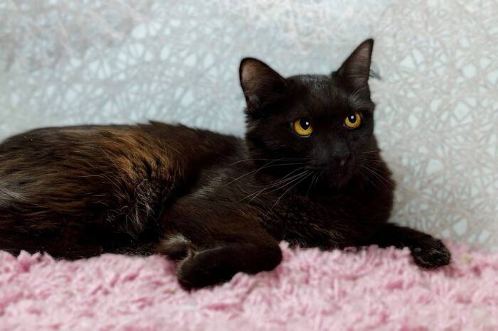 Кошечка Агата, прошедшая сложный путь, ищет дом!