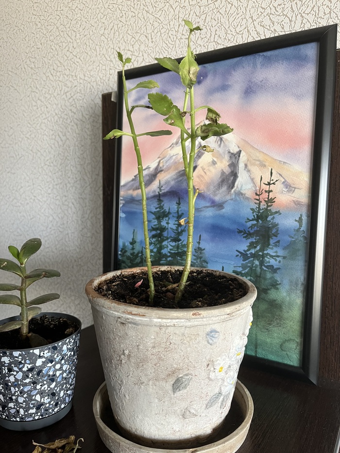 ����� ������ � ����������� ��������