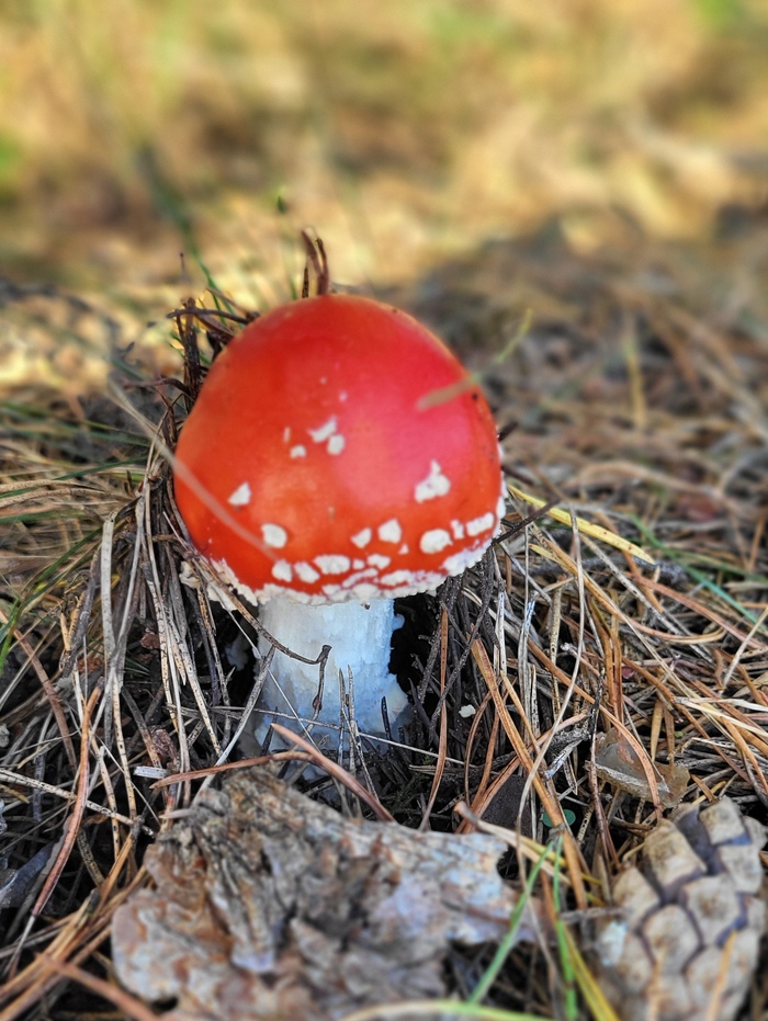 Куда же без мухоморов