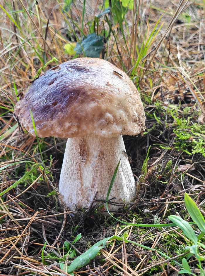 Он же, освобождённый