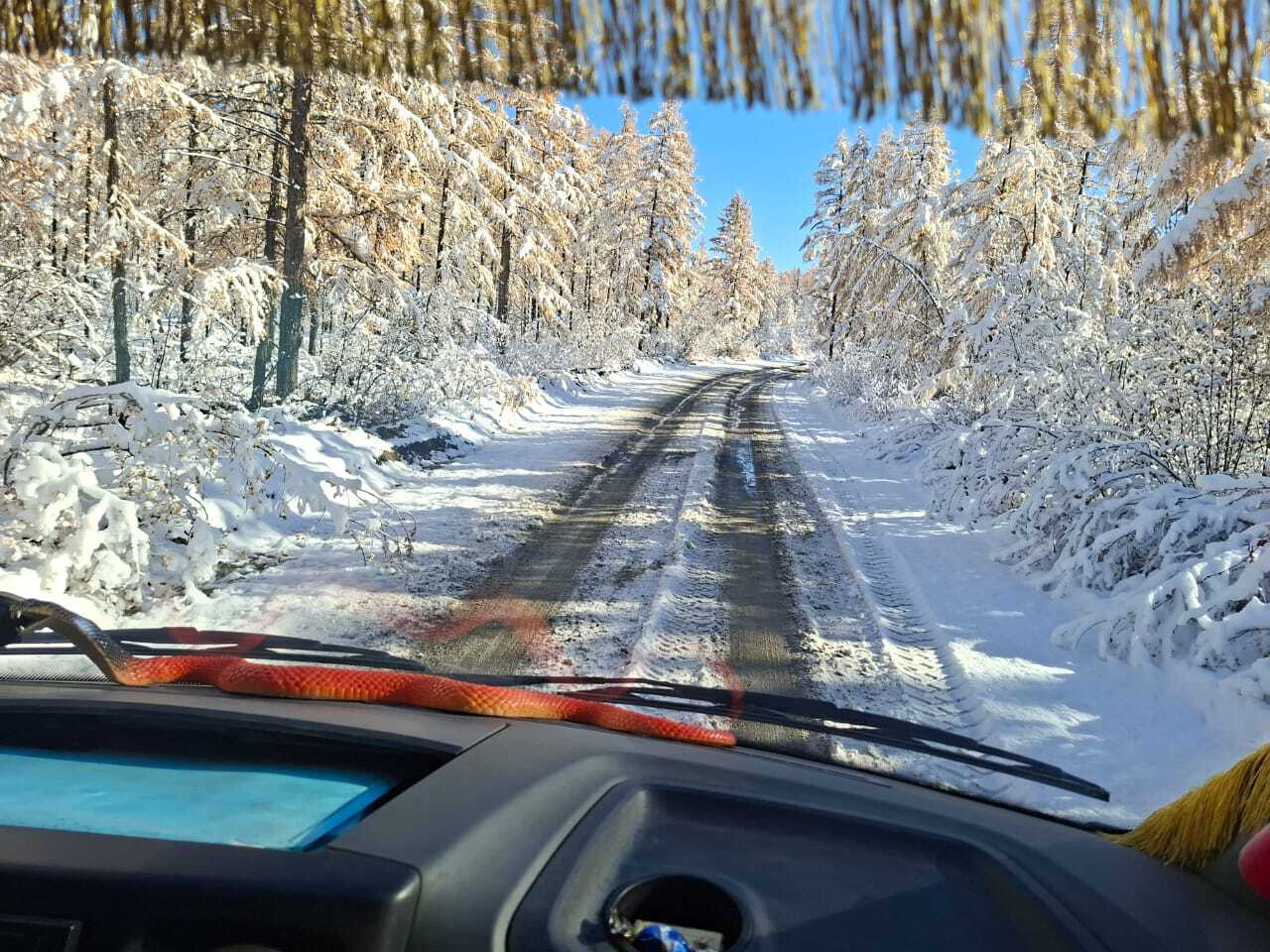 Reply to the post The fastest autumn is in Yakutia. The difference between the photos is 5 hours. - Winter, Autumn, Snow, Yakutia, Batagay, Polar Lights, Video, Vertical video, Short videos, Reply to post, Longpost