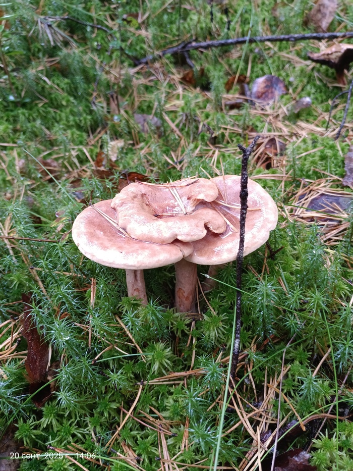 Грибная троица