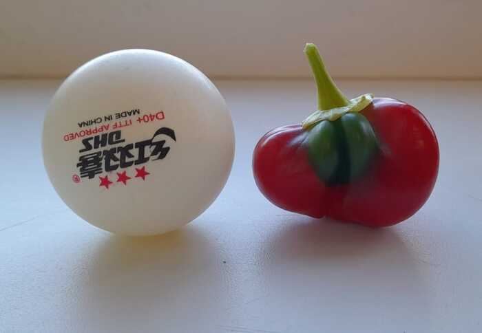 Мой урожай в 969 кг