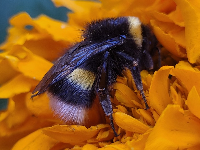 ������ ������� �����