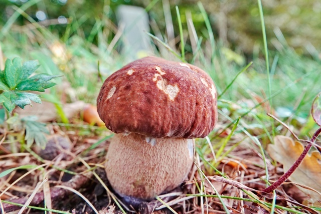      -   .     ( ,     ),     .