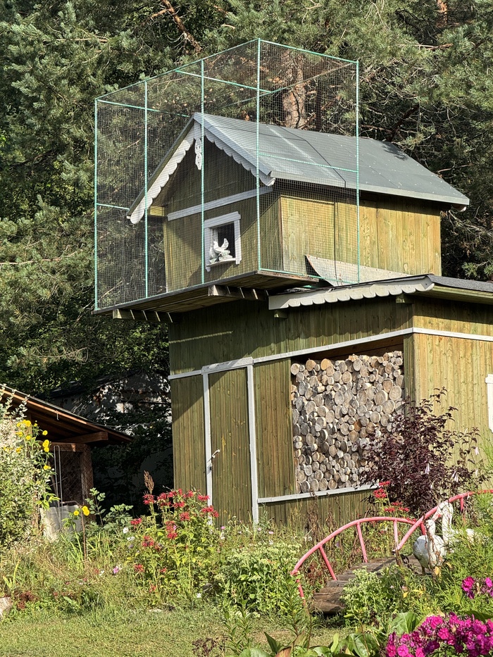 "Любовь и голуби", голубятня, Медвежьегорск