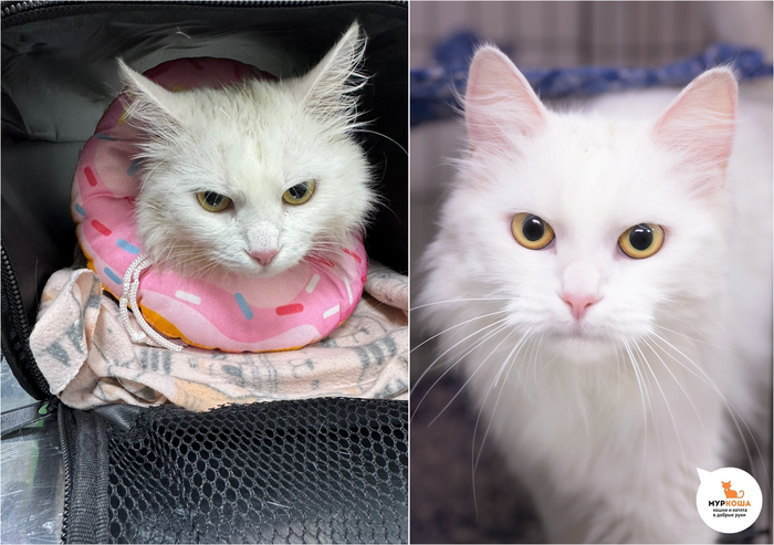 Кошка Линда, 2 года. Найдена на улице.