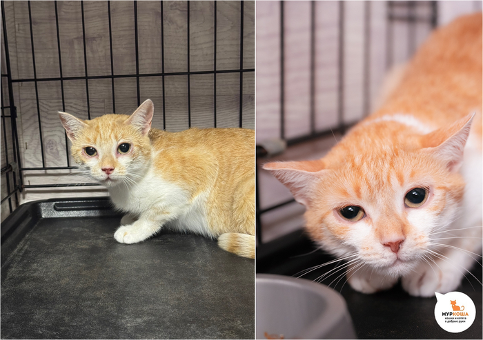 Кошка Мислата, 2 года. Приехала с передержки.