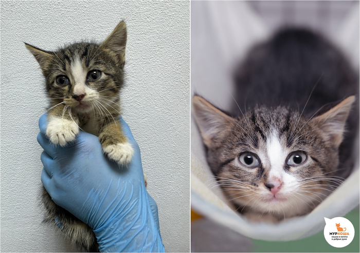 Котёнок Кушачок, 3 месяца. Уехал из приюта домой 11 июля 2025 года.