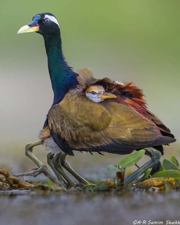 Индийская якана с птенцами