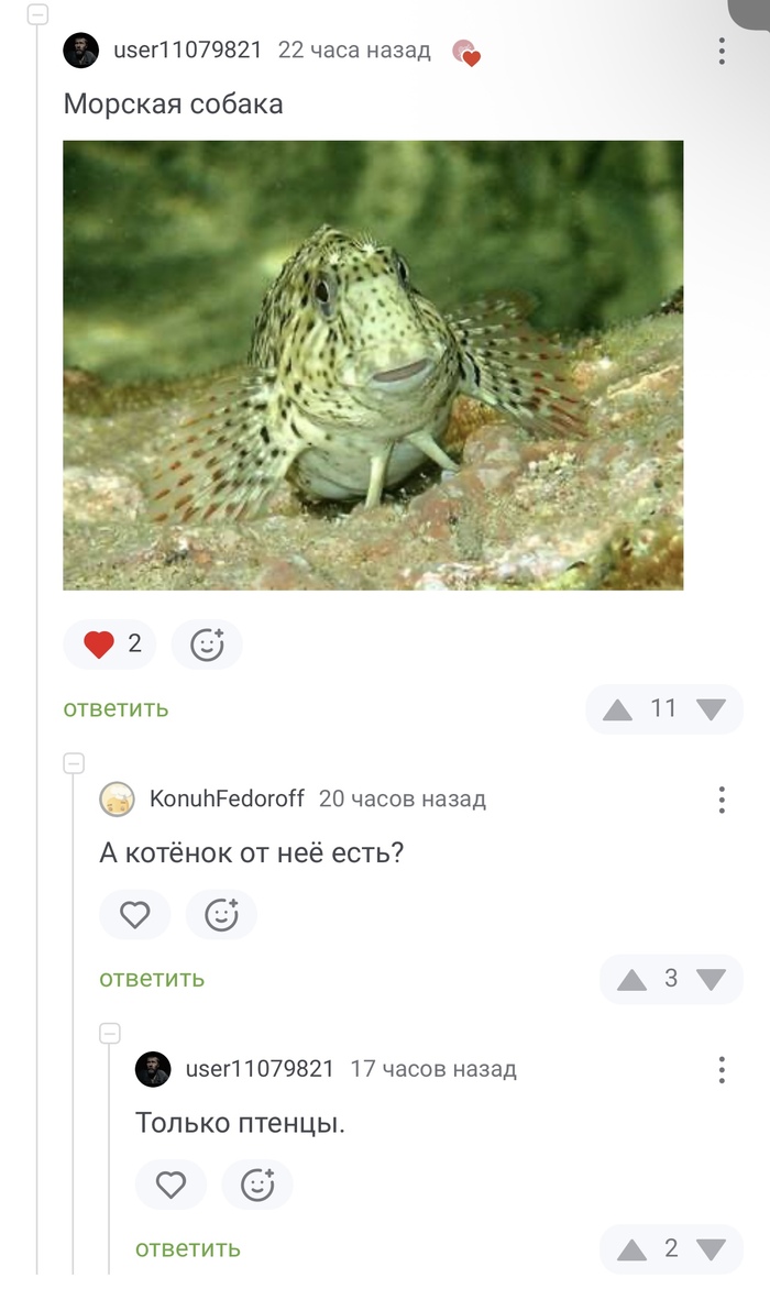 Комменты к посту «Щенок морского котика»