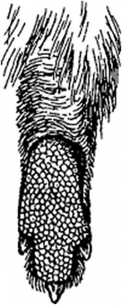   (Syrrhaptes paradoxus) .  <a href="https://pikabu.ru/story/ptitsakopyitka_13211747?u=https%3A%2F%2Fzooclub.ru%2Fphoto%2Fsyrrhaptes_paradoxus%2Fsim_12285&t=%D0%BE%D1%82%D1%81%D1%8E%D0%B4%D0%B0&h=f20ead9c9b2acd4a161db19baf6c44c2b6f80b24" title="https://zooclub.ru/photo/syrrhaptes_paradoxus/sim_12285" target="_blank" rel="nofollow noopener"></a>