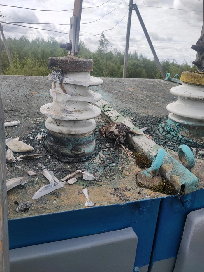 В погоне за воробушком, создала межфазное перекрытие крыльями